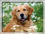 Golden, Retriever, Trawa, Kwiatki