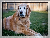 Golden Retriever, Trawa