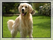 Golden retriever, Trawnik