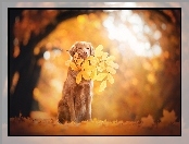 Jesień, Retriever, Liść