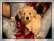 Szczeniak, Golden retriever