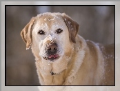 Labrador retriever, Śnieg