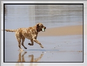 Labrador Retriever, Piłeczka