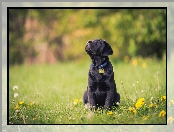 Labrador retriever, Słodki, Las, Kwiaty, Szczeniaczek, Polana