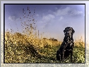 Labrador Retriever, Trawa