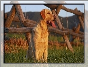 Ogrodzenie, Retriever, Trawa