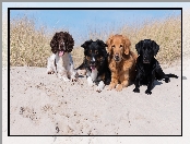 Border collie, Trawa, Golden retriever, Cztery, Piasek, Plaża, Spaniel angielski, Psy, Labrador retriever