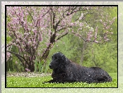 Retriever, Coated, Leżący, Pies, Flat
