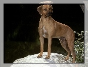 piękny, Rhodesian ridgeback