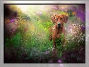 Rhodesian ridgeback, Łąka, Pies, Rośliny