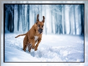 Rhodesian ridgeback, Śnieg, Pies, Zima