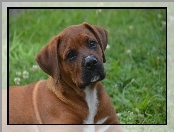 Rhodesian ridgeback, Pies, Szczeniak