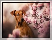Pies, Rhodesian ridgeback, Magnolie, Kwiaty