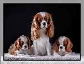 Rodzina, Szczeniaki, Cavalier king charles spaniel