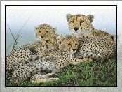 Rodzina, Gepardów