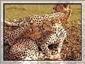 Gepardów, Rodzinka, Pięknych