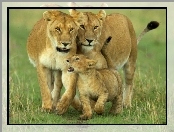 Lwów, Rodzinka, Afrykańskich