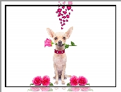 Romantyk, Róże, Chihuahua krótkowłosa, Pies, Serduszka