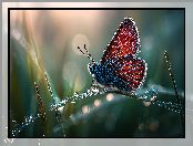 Krople, Motyl, Owad, Trawa, Grafika AI, Źdźbło, Rosa