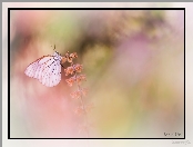 Roślina, Niestrzęp głogowiec, Motyl