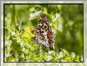 Roślina, Światło, Motyl, Ostrokrzew
