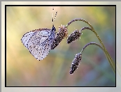 Roślina, Motyl, Niestrzęp głogowiec