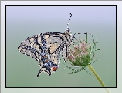 Roślina, Motyl, Paź królowej