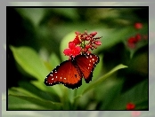 Roślinka, Motyl
