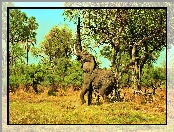 Roślinność, Słoń, Narodowy, Park, Serengeti