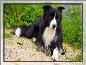 Rośliny, Leżący, Border collie