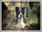 Rośliny, Mordka, Pies, Leżący, Border collie