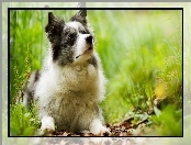 Rośliny, Border collie, Łąka