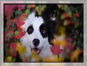 Rośliny, Border collie, Liście