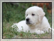 Rośliny, Szczeniak, Golden retriever