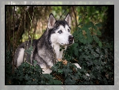 Rośliny, Bluszcz, Siberian husky, Gałązki