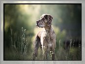 Łąka, Pies, Tło, Rozmyte, Catahoula leopard dog, Rosliny