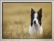 Rośliny, Łąka, Border collie, Pies, Mordka