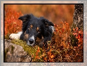 Rośliny, Kamień, Border collie, Pies, Mordka