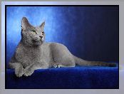Kotek, Rosyjski Niebieski