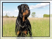 Rottweiler, Łąka