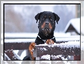 Śnieg, Rottweiler, Płot