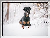 Rottweiler, Gałązki, Pies, Śnieg