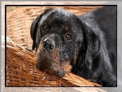 Rottweiler, Posłanie