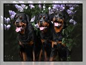 Rottweiler, Trzy, Psy