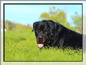 Rottweiler, Trawa