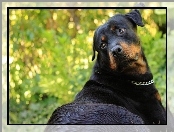 Zieleń, Rottweiler, Łańcuszek