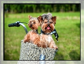 Rower, Yorkshire Terrier, Koszyk