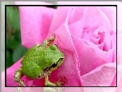 Żabka, Róża, Różowa