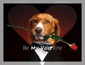Róża, Be My Valentine, Czerwona, Pies