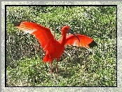 Rozłożone, Trawa, Ibis, Skrzydła